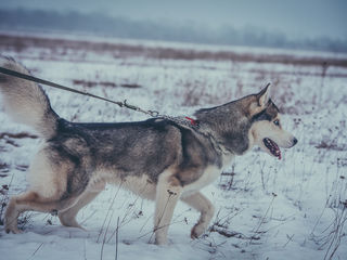 Хаски кобель на вязку Huski foto 5