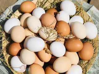 домашние яйца,  oua de casa, Яйца для инкубатора