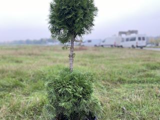 Tuie de diferite marimi foto 3