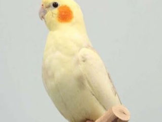 Продам волнистых попугаев, куплю самца кореллы (лютино) foto 2