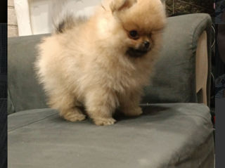 Super Mini Spitz's Pomeranian