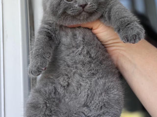 Вязки- клубный, племенной шотландский вислоухий кот (scottish fold). Котята на продажу foto 6