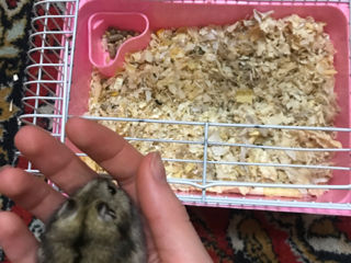 Hamster foto 2