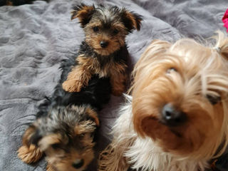 Yorkshire Terrier foto 1