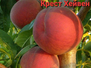 Vind pomi fructiferi -Persic,Cireş,Vişin