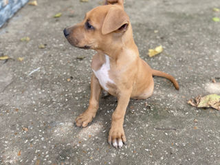 Vind catelusi American Staffordshire Terrier