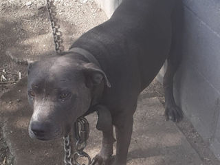 Pit Bull foto 2