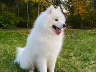 Samoyed