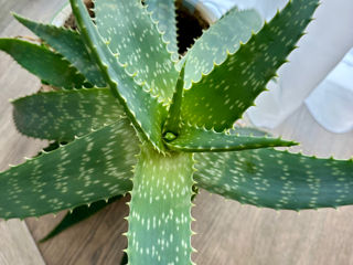 Aloe Vera Chișinău 068205178