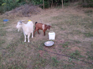 Продам двух коз.белая с 4 окотом.вторая с 1 окотом.1600 за обе. foto 2