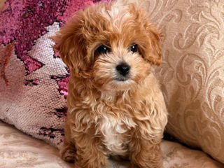 VIP девочка Maltipoo фото 0