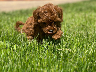 Toy poodle (той пудель) foto 5