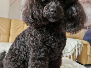 Toy Poodle .Caut mire foto 2