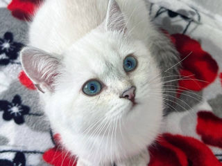 Продается шотландский котенок шиншила foto 9