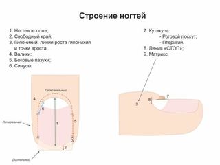 Маникюр, педикюр,наращивание ногтей!!! курсы на уровне исскуства foto 8