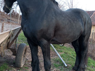 Armăsar Friesian la împerechere foto 7