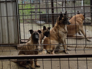 Cățeluși Ciobănesc belgian Malinois