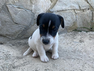 Jack Russel foto 5