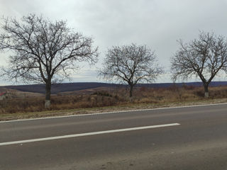 Vind teren arabil in satul Suruceni, acces de la drumul M1 Chisinau - Leuseni  pret pe ar. foto 3