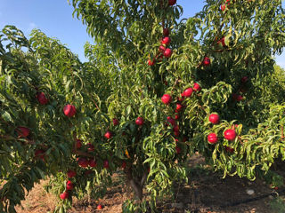Pomi fructiferi ! Prun (perj )  ,vișin , cais ( abricos ), persici   și alte specii... foto 8
