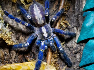 Poecilotheria metallica-Sapphire Ornamental disponibil