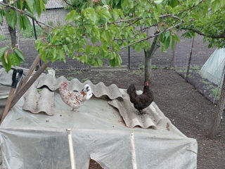 Se vind 2 găini și un cocoș grecesc foto 4