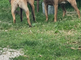 Ciobanesc Belgian Malinois