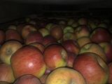 Vind mere  in cantitati mari si mici diferite soiuri foto 7