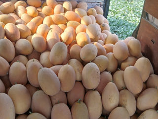 Pepene galben si rosu zamos foto 5