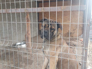 Cane corso  foto 6