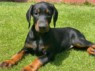 Doberman  foto 2