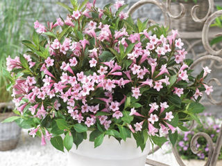 Weigela