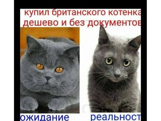 Клубный племеной кот шоу класса.Apolon . foto 3