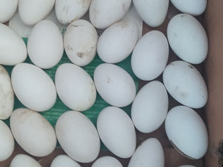 Продаю яйца гусиные foto 5