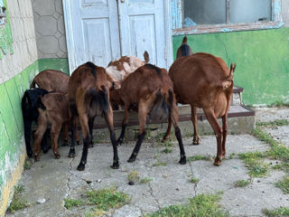Продам козлят   foto 3