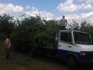 Мусор. Evacuarea gunoiului. Грузчиков много foto 9