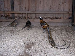 Se vinde fazan Ghimolaischii Monal foto 6