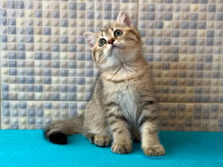 British shorthair golden tabby ,female . foto 4