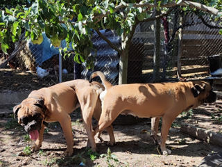 Cane corso.bronare foto 4