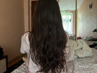 british long hair foto 4