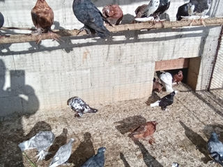 Продам голубей разных пород foto 5