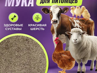 Перьевая мука. Костная мука. Мясокостная мука. Бесплатная доставка. Viber WhatsApp Telegram. foto 3