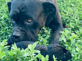 Кане-корсо Cane corso foto 5