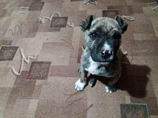 Pitbul foto 3