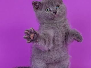 Scottish straight shorthair fetitsa. 2,5 мес. foto 1