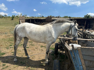 Vând iapă foto 3