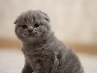 Scottish fold foto 4