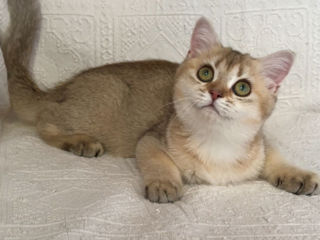 British shorthair ,female golden shaded foto 1