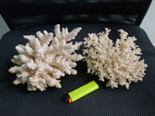натуральные кораллы и ракушки foto 2