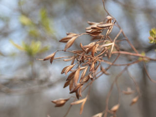 Sigma 28-80mm f3.5-5.6 Macro Aspherical Zoom (Canon EF) foto 2